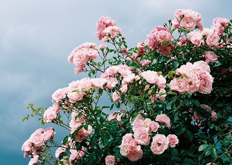 Analoge Fotografie 00027 #scannedwithpassion