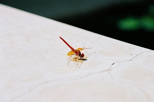 Analoge Fotografie 00175 #scannedwithpassion
